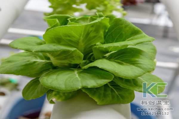 無土栽培，無土栽培技術(shù)，無土栽培設(shè)備