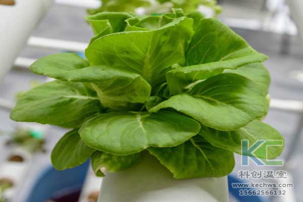 無土栽培，無土栽培技術，無土栽培設備