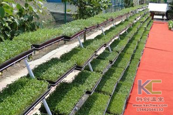 魚菜共生系統，無土栽培技術，無土栽培，溫室大棚