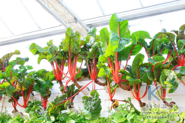 休閑農業，無土栽培技術，無土栽培，溫室大棚