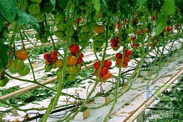 無土栽培，無土栽培技術(shù)，無土栽培設(shè)備