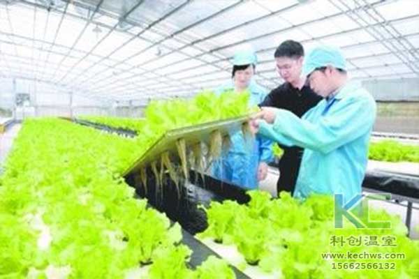 無(wú)土栽培，無(wú)土栽培技術(shù)，無(wú)土栽培設(shè)備