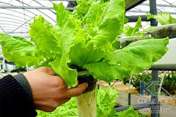 無土栽培，無土栽培技術，無土栽培設備