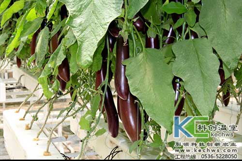 無土栽培，無土栽培技術(shù)，無土栽培設備