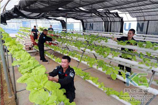 無土栽培，無土栽培技術，無土栽培設備
