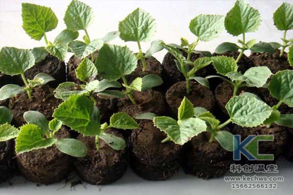 無土栽培，無土栽培技術，無土栽培設備