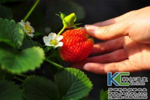 無土栽培，無土栽培技術(shù)，無土栽培設備