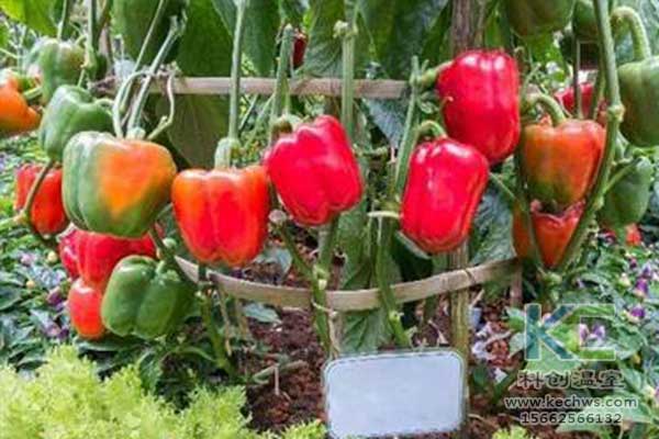 無(wú)土栽培，無(wú)土栽培技術(shù)，無(wú)土栽培設(shè)備