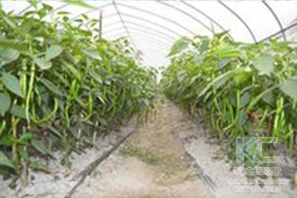 無(wú)土栽培，無(wú)土栽培技術(shù)，無(wú)土栽培設(shè)備