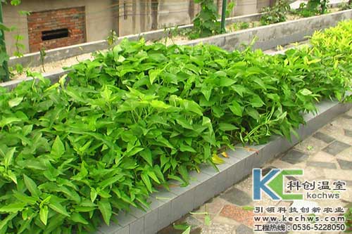 無土栽培，無土栽培技術，無土栽培設備