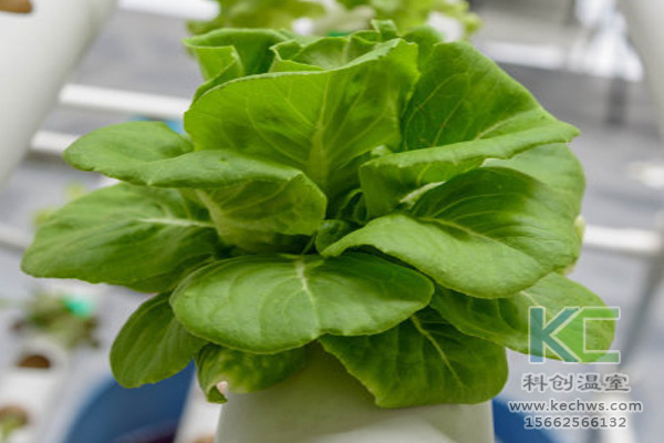 無土栽培,無土栽培技術(shù),無土栽培設(shè)備