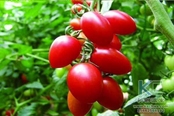 無(wú)土栽培，無(wú)土栽培技術(shù)，無(wú)土栽培設(shè)備