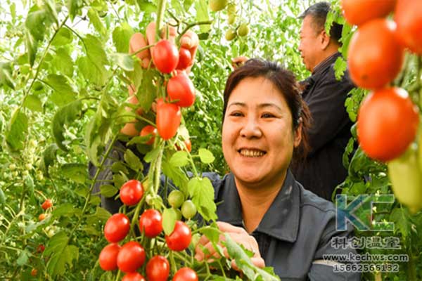 無土栽培，無土栽培技術，無土栽培設備