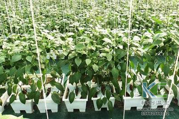無土栽培，無土栽培技術(shù)，無土栽培設(shè)備