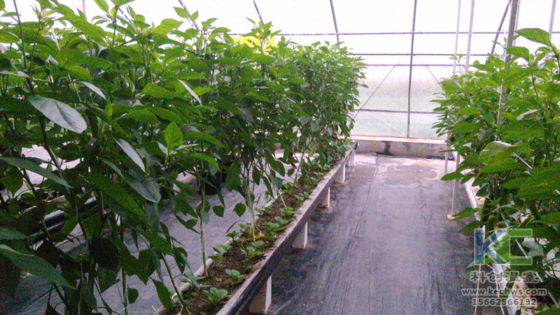 無土栽培，無土栽培技術，無土栽培設備