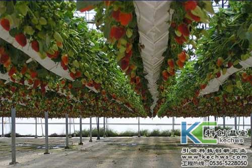 無土栽培,無土栽培技術,無土栽培設備