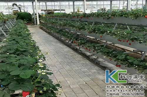 無土栽培，無土栽培技術，無土栽培設備