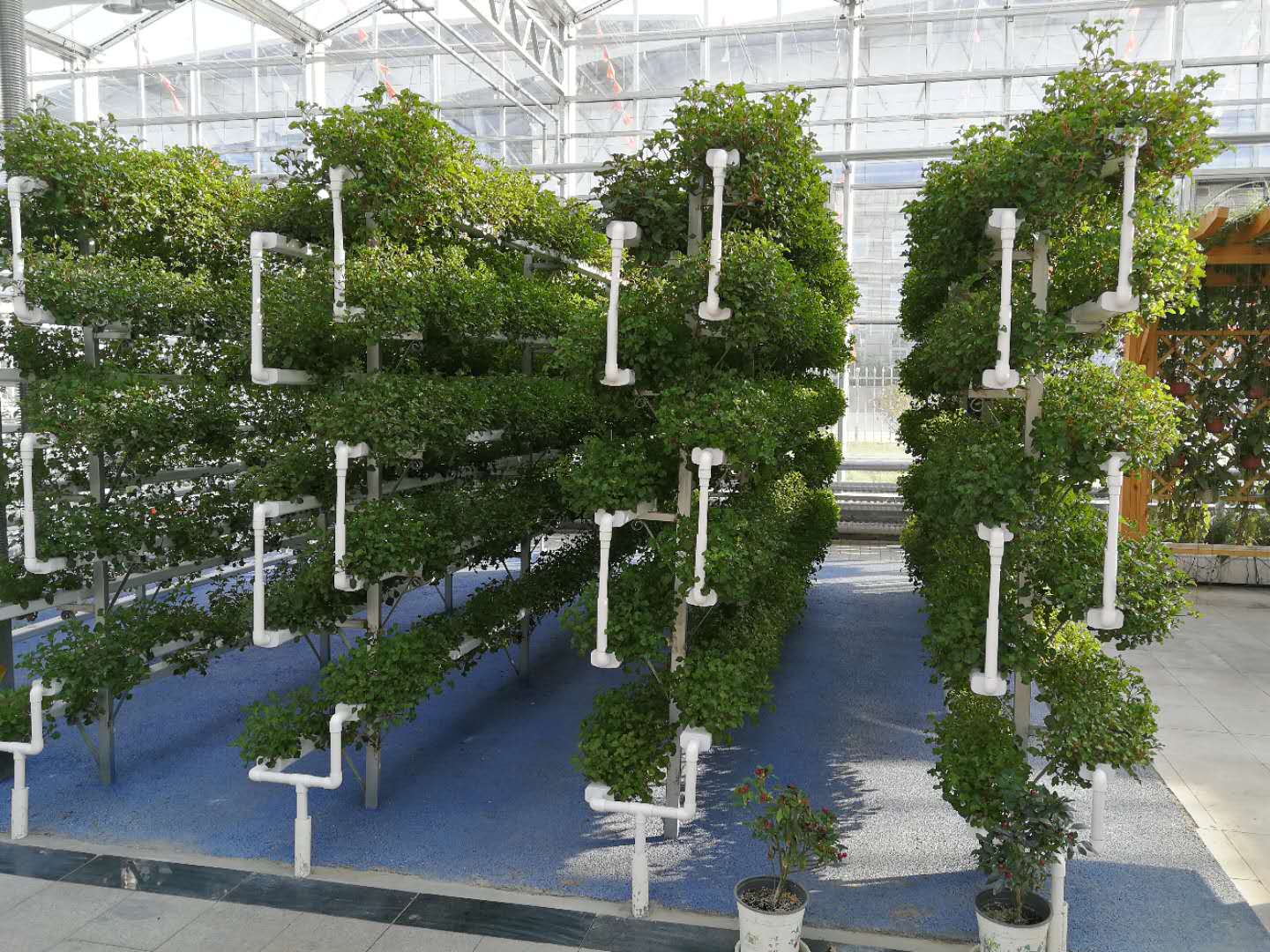 無土栽培，無土栽培技術(shù)，無土栽培設(shè)備