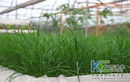 無土栽培，無土栽培技術(shù)，無土栽培設(shè)備