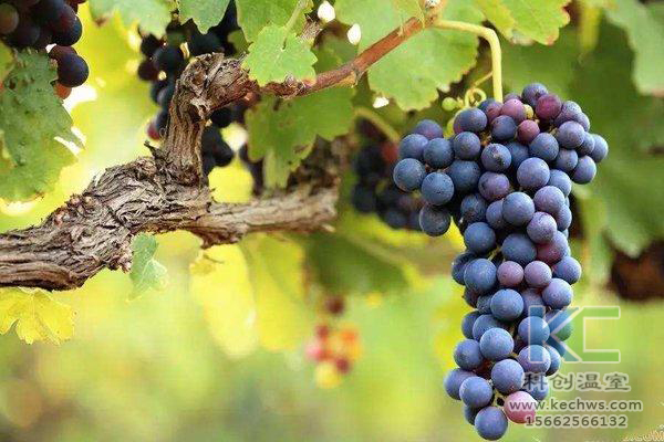 無土栽培，無土栽培技術(shù)，無土栽培設(shè)備