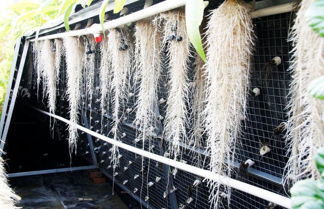 無土栽培，無土栽培技術(shù)，無土栽培設(shè)備