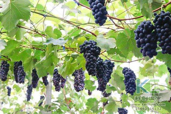 無土栽培，無土栽培技術(shù)，無土栽培設(shè)備