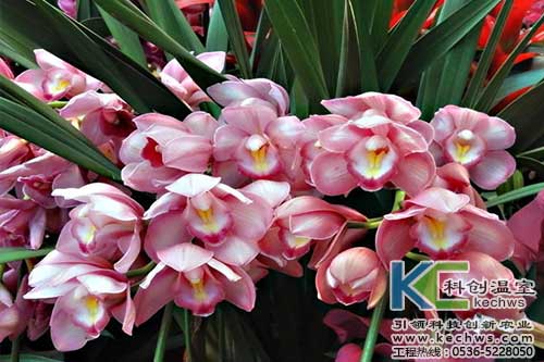 無土栽培，無土栽培技術，無土栽培設備