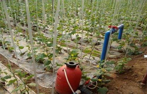 無土栽培，無土栽培技術，無土栽培設備