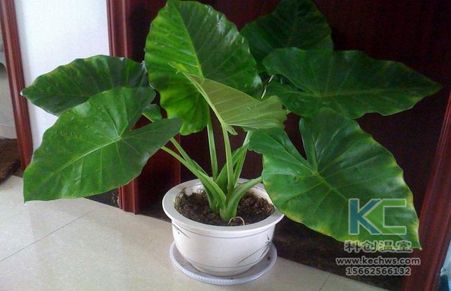 無(wú)土栽培，無(wú)土栽培技術(shù)，無(wú)土栽培設(shè)備