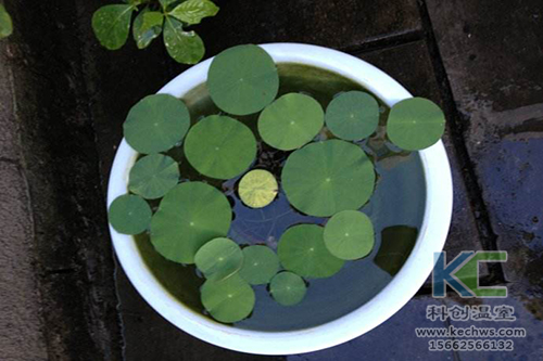 無土栽培，無土栽培技術，無土栽培設備