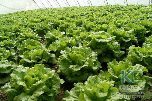 無土栽培，無土栽培技術，無土栽培設備