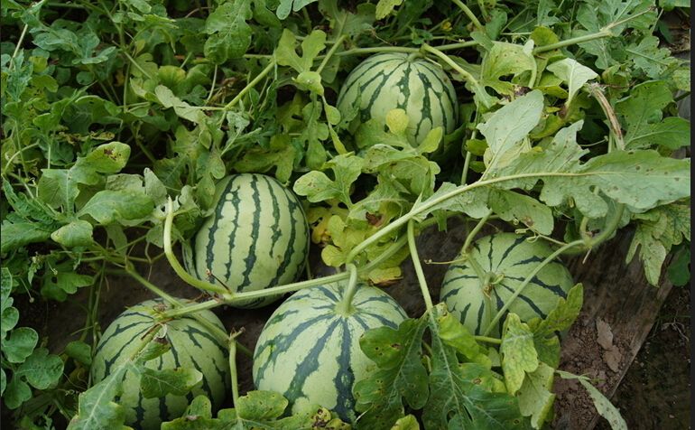 無土栽培，無土栽培技術(shù)，無土栽培設(shè)備