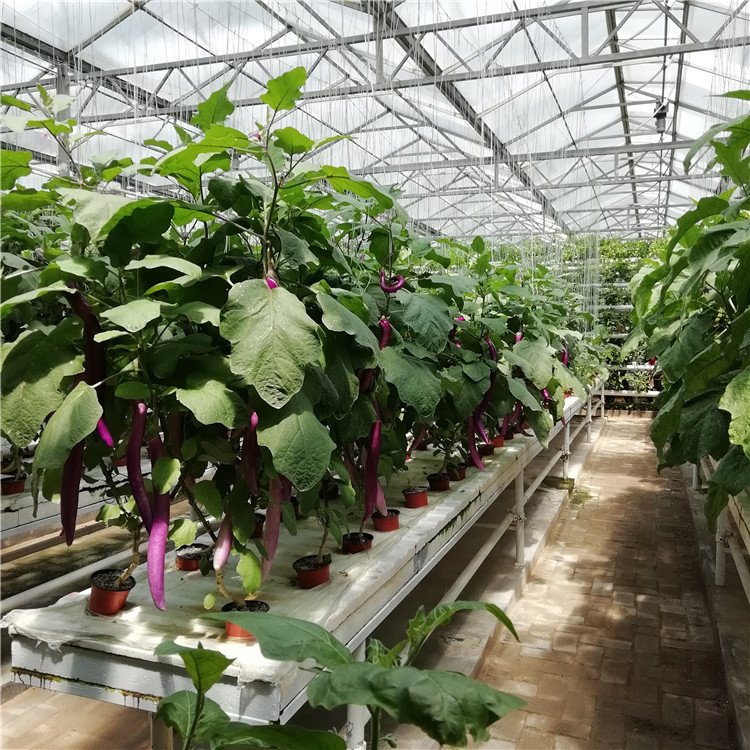 無土栽培，無土栽培技術(shù)，無土栽培設(shè)備