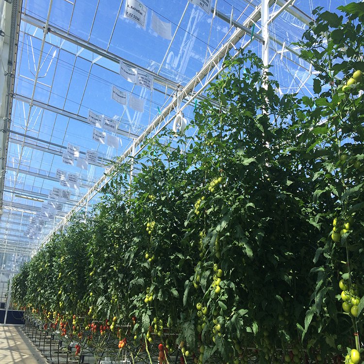 無(wú)土栽培，無(wú)土栽培技術(shù)，無(wú)土栽培設(shè)備