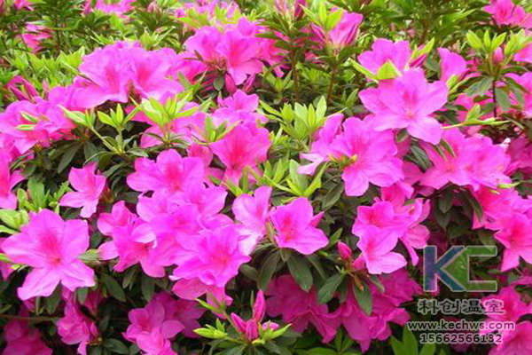 無土栽培，無土栽培技術，無土栽培設備