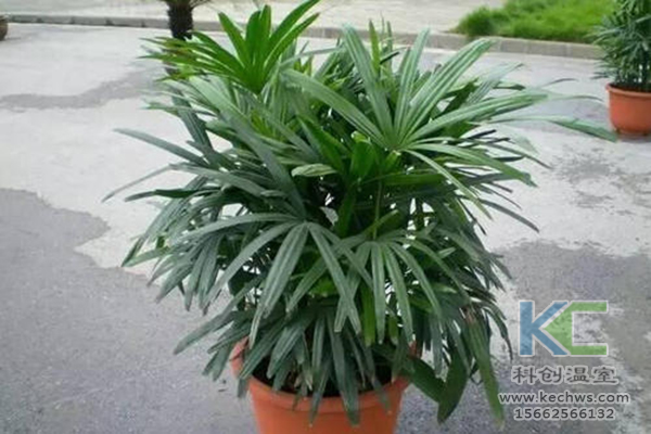 無土栽培，無土栽培技術(shù)，無土栽培設(shè)備