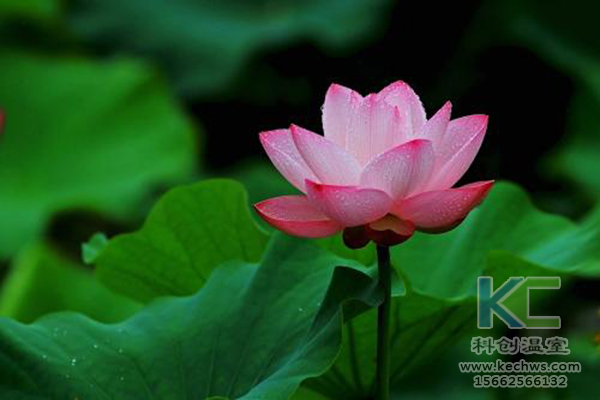 無土栽培，無土栽培技術，無土栽培設備