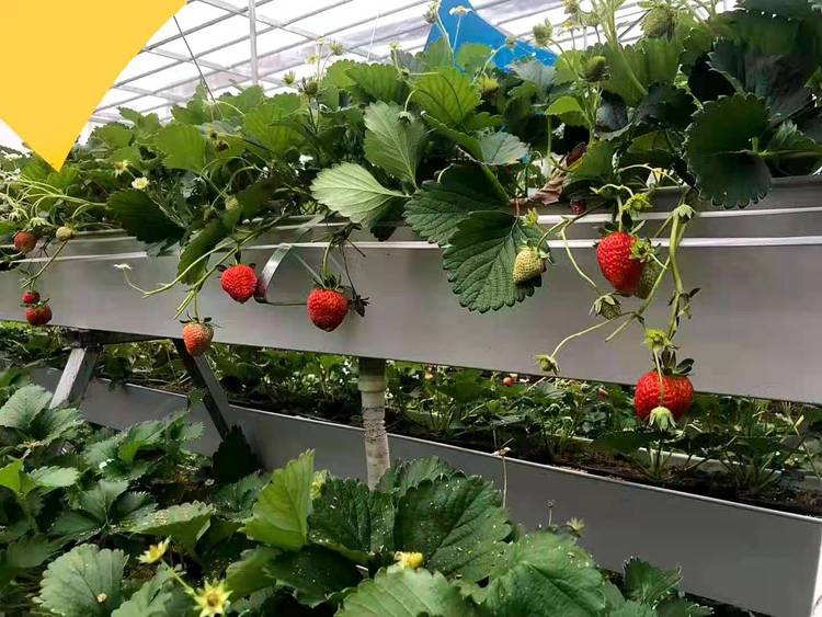 無土栽培,無土栽培技術,無土栽培設備