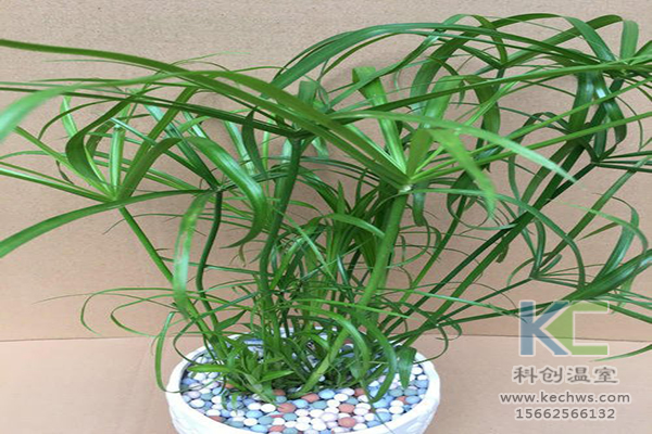 無土栽培，無土栽培技術(shù)，無土栽培設(shè)備