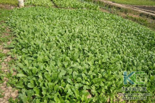 無(wú)土栽培，無(wú)土栽培技術(shù)，無(wú)土栽培設(shè)備