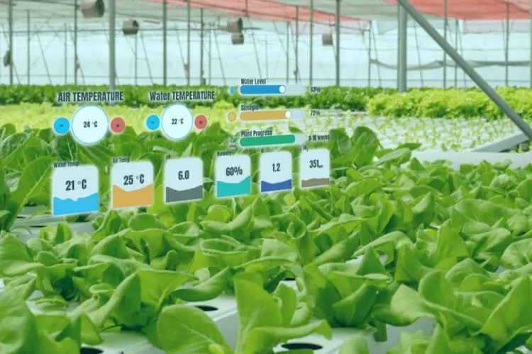 無土栽培,無土栽培技術,無土栽培設備