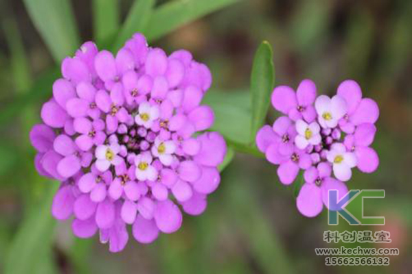 無土栽培,無土栽培技術,無土栽培設備