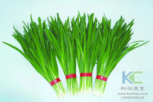 無土栽培，無土栽培技術(shù)，無土栽培設(shè)備