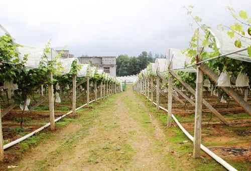 無土栽培，無土栽培技術，無土栽培設備