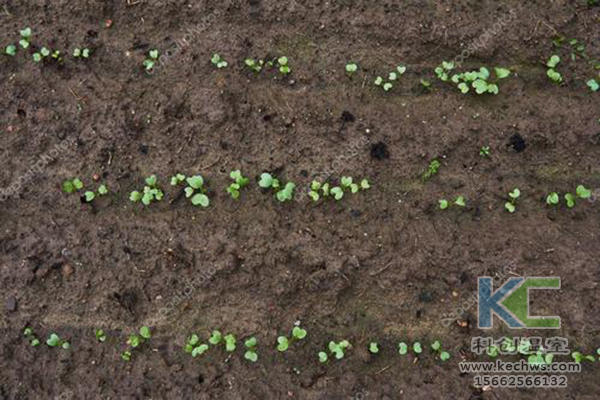 無(wú)土栽培，無(wú)土栽培技術(shù)，無(wú)土栽培設(shè)備