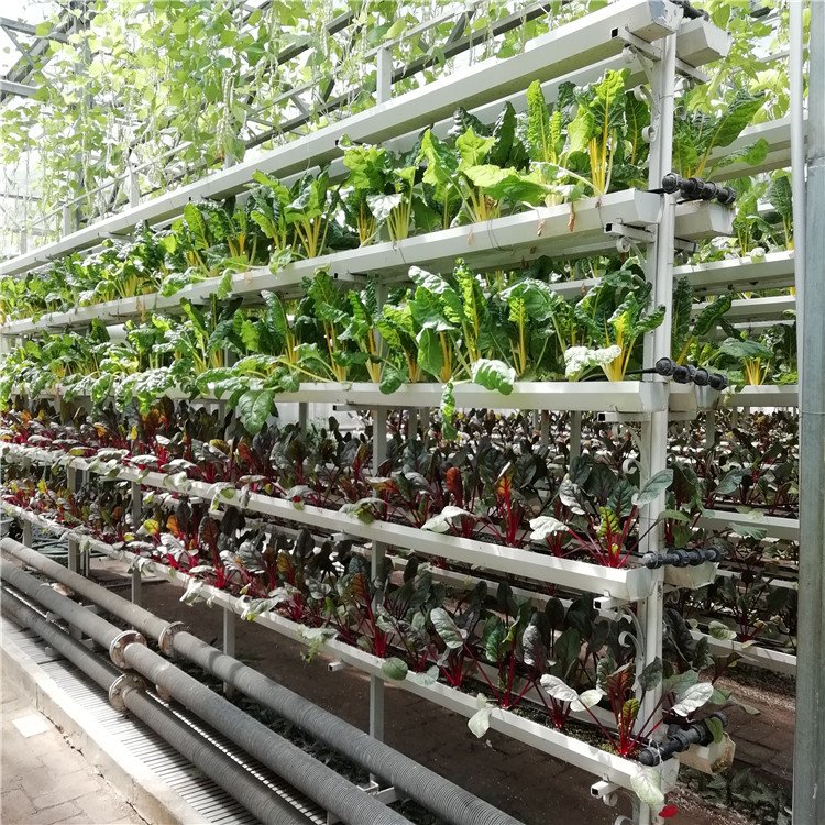 無土栽培，無土栽培技術(shù)，無土栽培設(shè)備