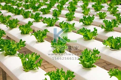 無土栽培,無土栽培技術(shù),無土栽培設(shè)備