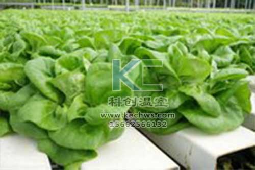 無土栽培,無土栽培技術(shù),無土栽培設(shè)備