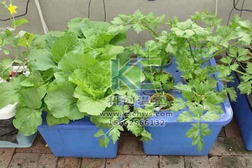 無土栽培，無土栽培技術，無土栽培設備