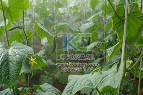 無土栽培，無土栽培技術，無土栽培設備